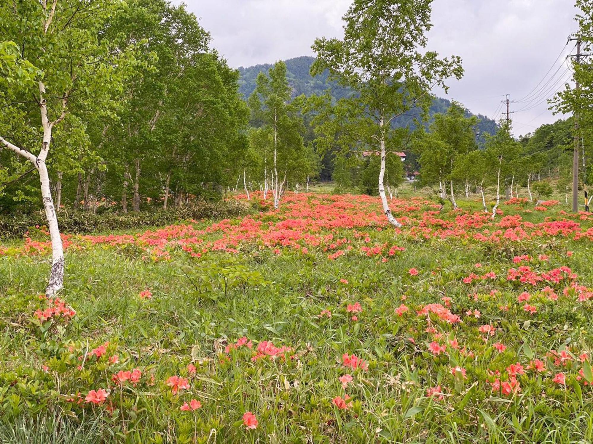 יאמנוצ'י Sachinoyu Hotel Shiga Kogen מראה חיצוני תמונה